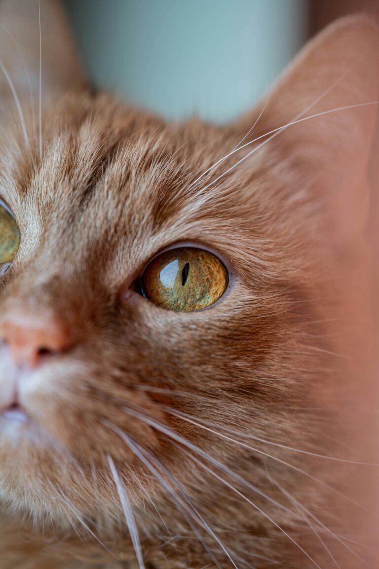 Kitty's looking at the camera