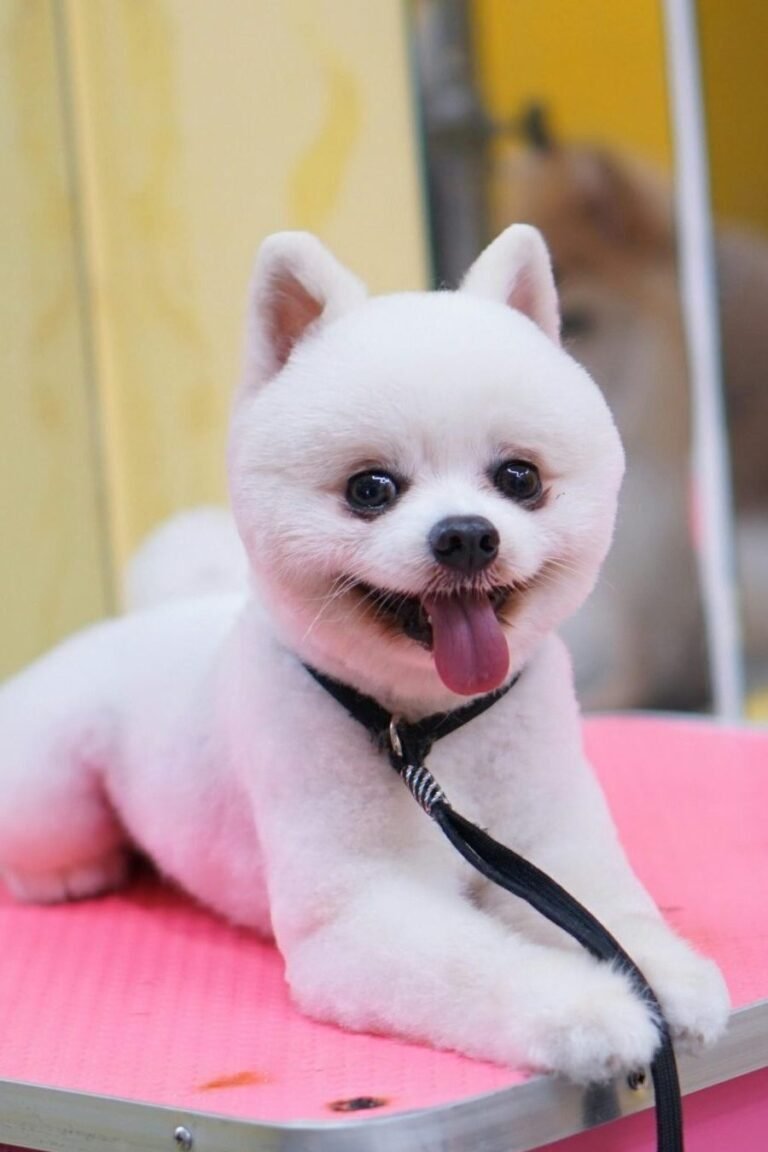 Small puppy after treatment