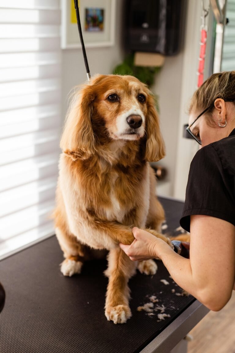 Dogs nail clipping